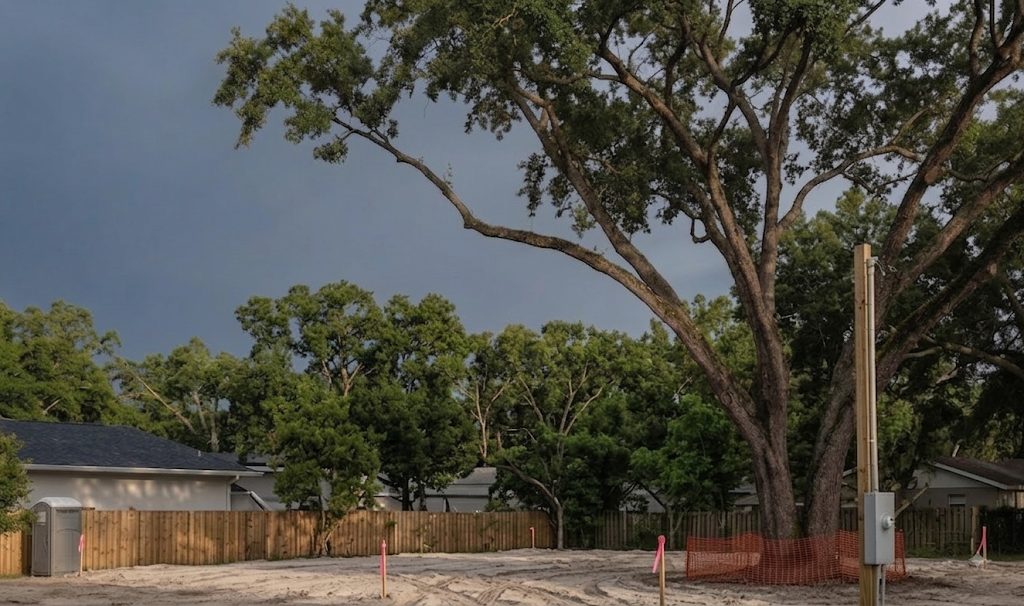 The Via Tuscany lot cleared to bare sand, survey stakes in the ground and orange fencing around the base of the big oak